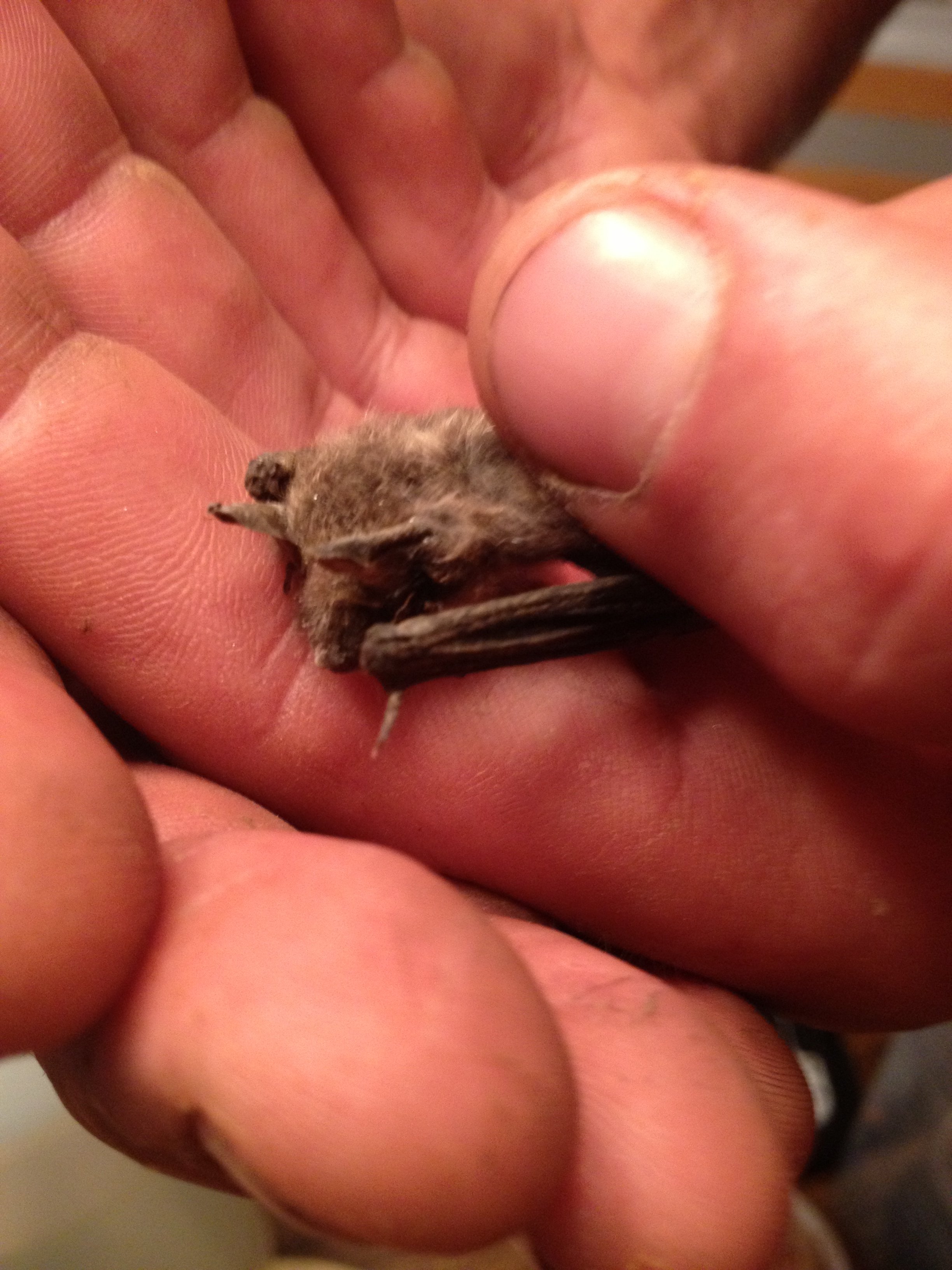 baby bat removed from attic in Woodstock