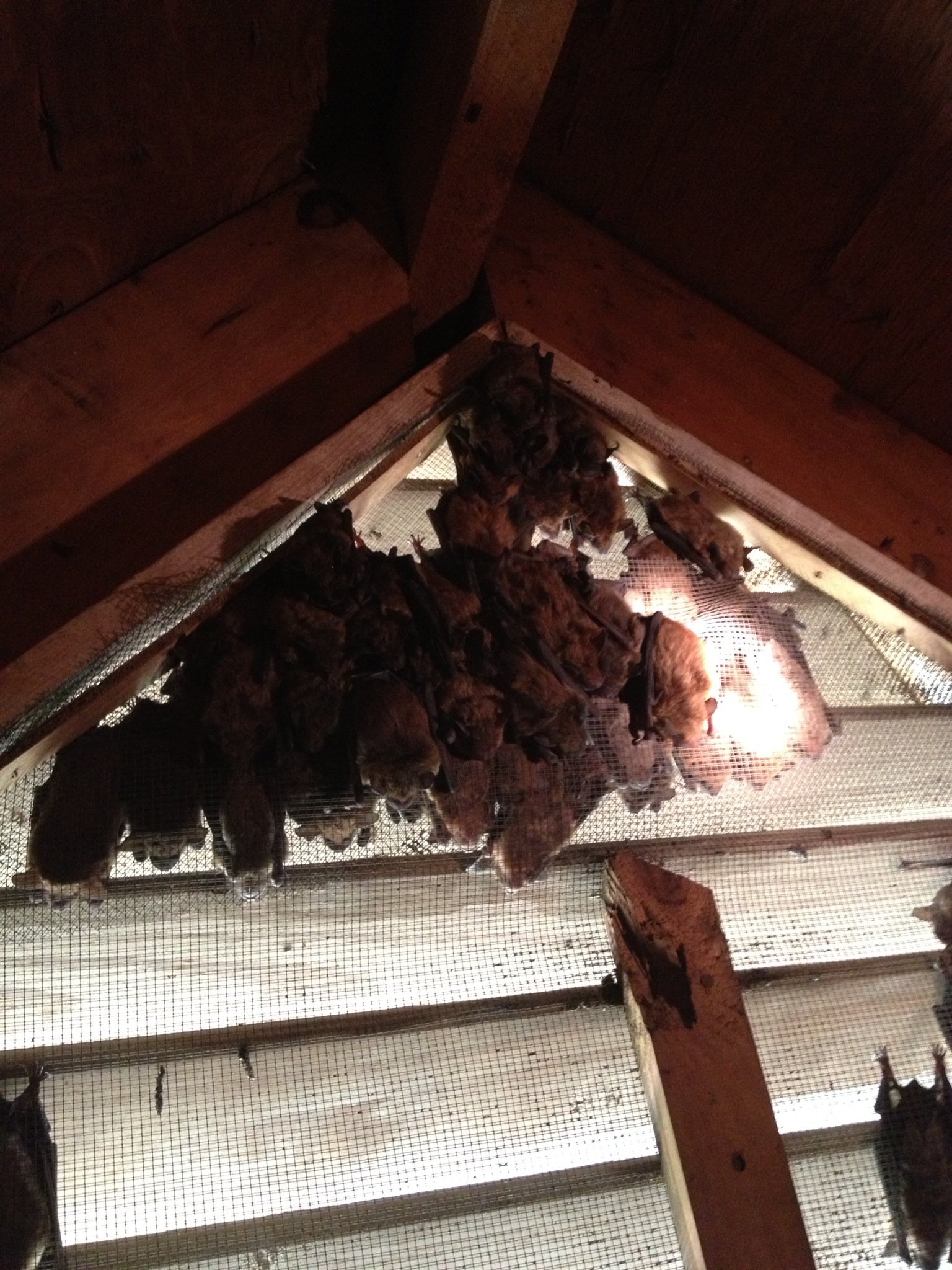 Bat colony in Roswell Georgia