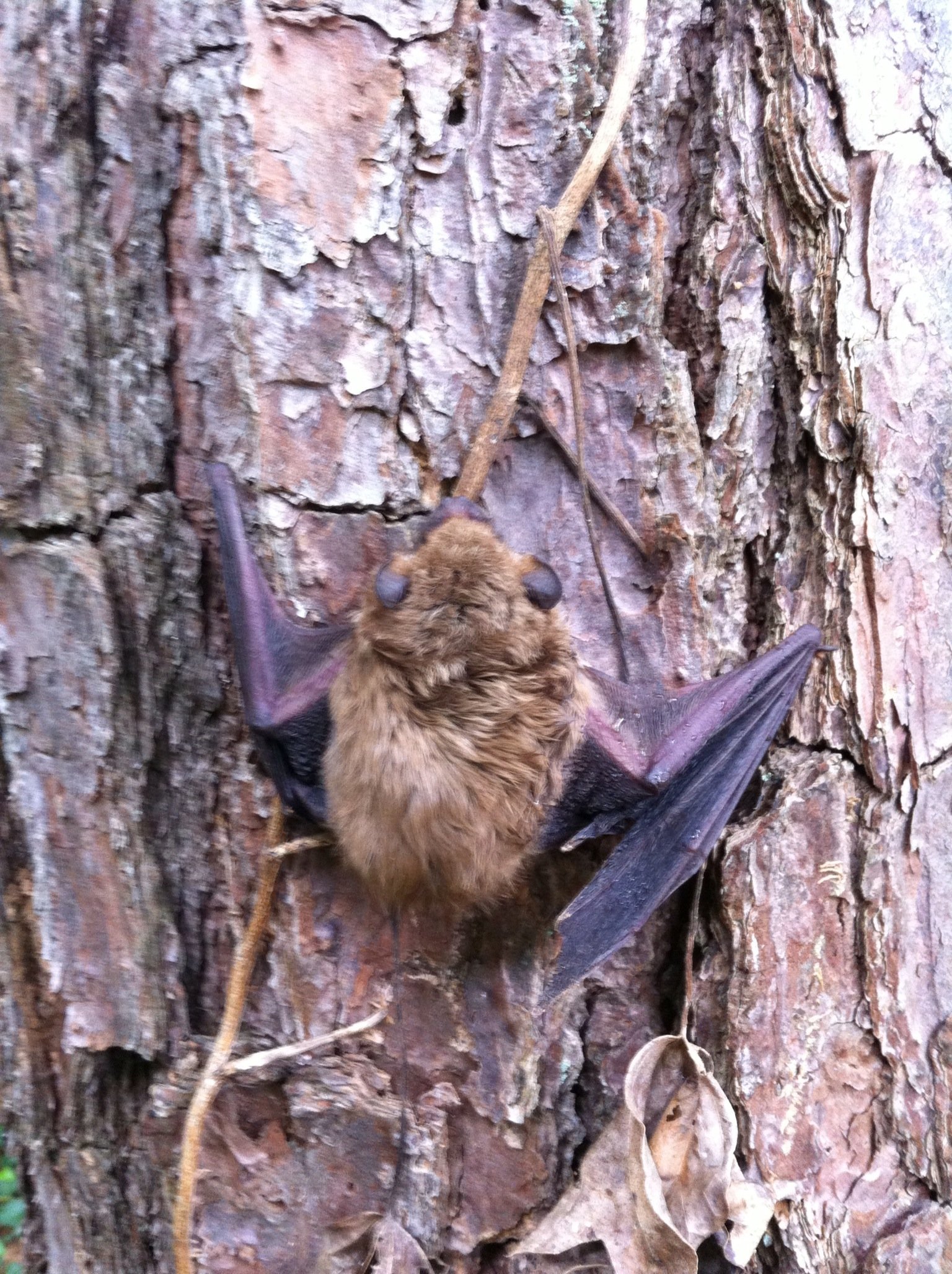 Bat Removed from an attic in Alpharetta