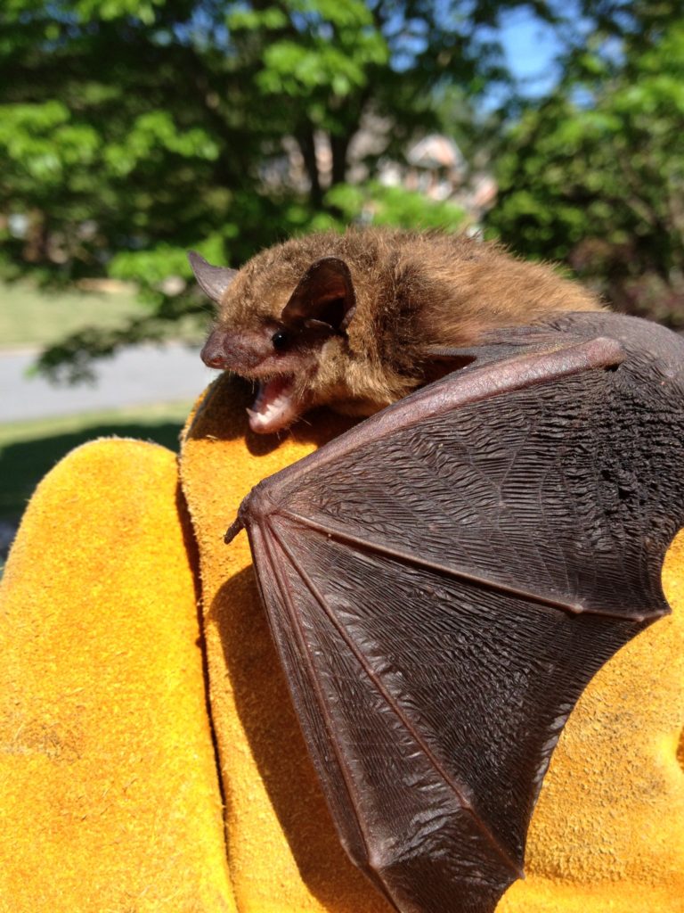 Bat Removal Service by Southern Wildlife Management