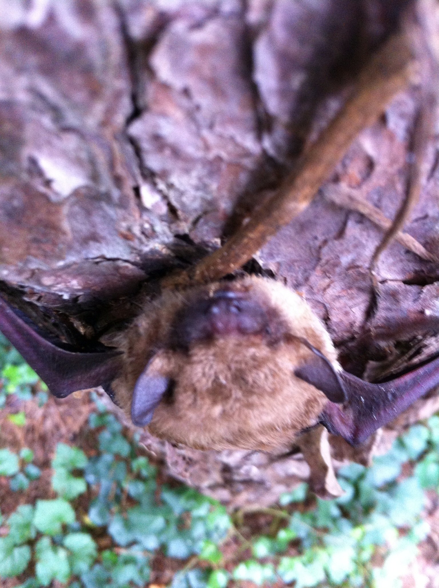 Brown Bat removal from an home in Alpharetta