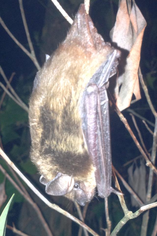 Bat removed from home and place in tree
