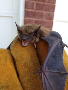 bat removal acworth