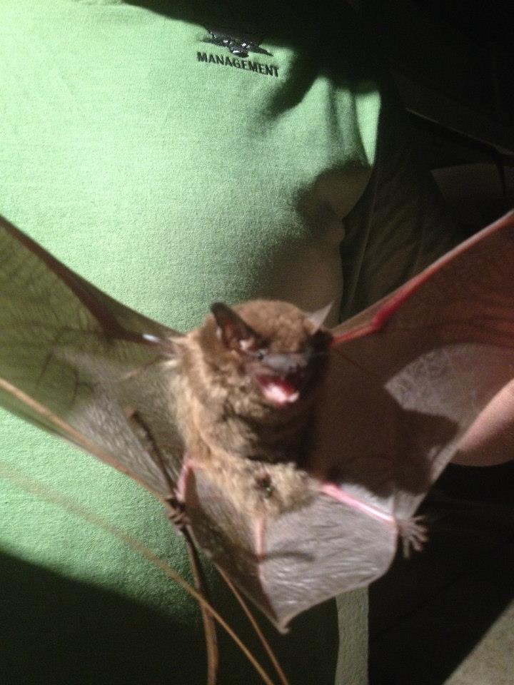 Bat Removed from Gainesville GA